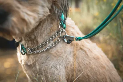 Zdjęcie produktu dla Ruffwear Chain Reaction Collar Hundehalsband