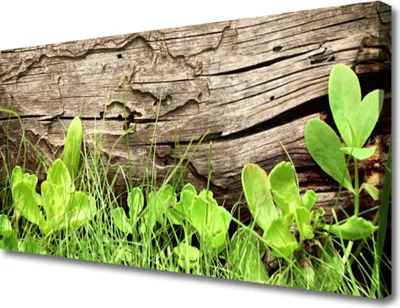 Produktbild von Tulup Leinwand-Bilder 100x50 Wandbild Canvas Kunstdruck Gras Blätter Pflanzen
