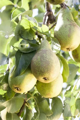 Produktbild von Pyrus communis 'Conferencebirne', Birne, 40 cm Stammhöhe