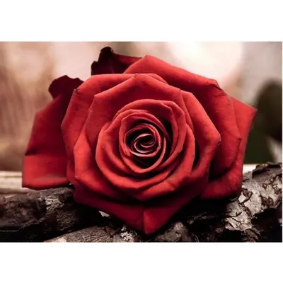 Produktbild von Malen nach Zahlen 5d Diamond Painting Rose Rosé Malen nach Zahlen 20x30cm