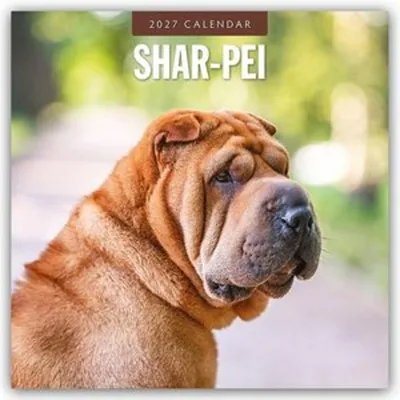 Produktbild von Shar-Pei - Chinesischer Faltenhund 2027 - 16-Monatskalender