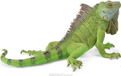 Image de COLLECTA Leguán