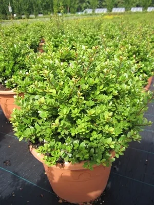 Produktbild von Ilex crenata Dark Green Kugel - Buchsblättrige Stechpalme Kugel - 20-25