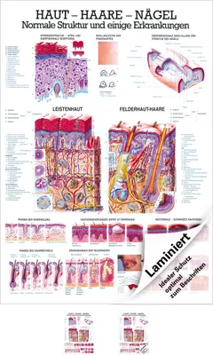 Produktbild von Haut-Haare-Nägel Lehrtafel Anatomie 100x70 cm medizinische Lehrmittel