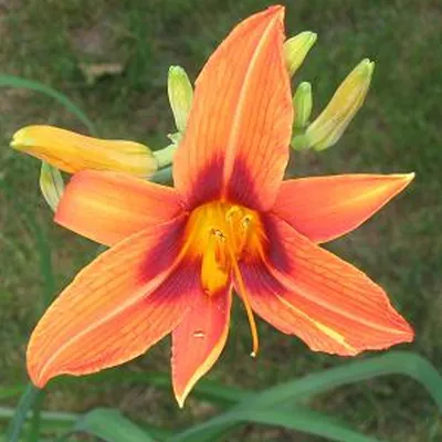 Immagine prodotto di 6 x Hemerocallis  - Hemerocallis 'Rajah'  | Vaso 9 cm x 9 cm