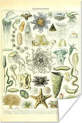 Produktbild von MuchoWow® Poster Meerestiere - Seesterne - Quallen 80x120 cm - Papierdruck