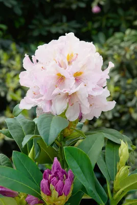 Produktbild von Rhododendron Hybr. 'Eskimo', weiß, 40–50 cm