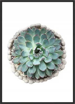 Produktbild von Bild Poster im Rahmen 53x73 cm Blume P1033