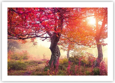 Produktbild von Poster - Poster ohne Rahmen - Baum Natur Wiese - 70x50 cm - Wand Bild - Wanddeko - Wandbilder - Kunstposter - Wandposter - Bilder - Kunstdruck - Wanddekoration - Wandbild - P2XAA70x50-3658