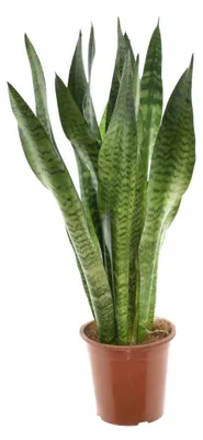 Produktbild von Sansevieria Zeylanica - 45-55cm - Ø17cm - Zimmerpflanze - Immergrün - Kakteen und Sukkulenten