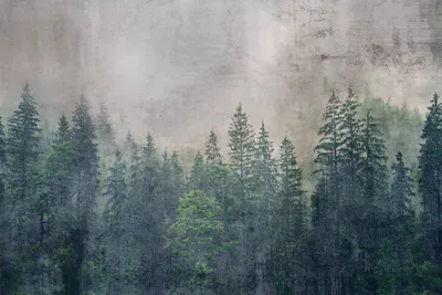 Produktbild von Fototapete - Forest Abstract 375x250cm - Vliestapete