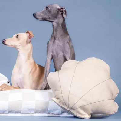 Produktbild von PAIKKA Hundespielzeug Schatzmuschel