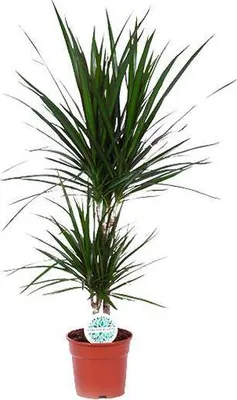 Zdjęcie produktu dla Drzewo smocze (Dracaena marginata) – roślina doniczkowa, średnica 17 cm, wysokość 75 cm, łatwa w pielęgnacji, dekoracyjna
