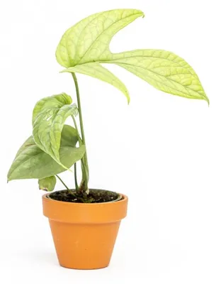 Obrázek produktu pro Gardners Monstera Amydrium Medium Silver, průměr 6 cm