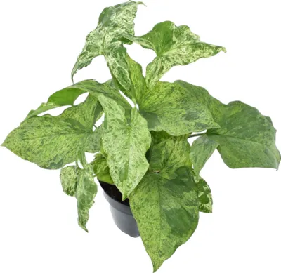 Produktbild von Trendyplants - Syngonium Mottled - Zimmerpflanze - Höhe 15-35 cm - Topfgröße Ø12cm