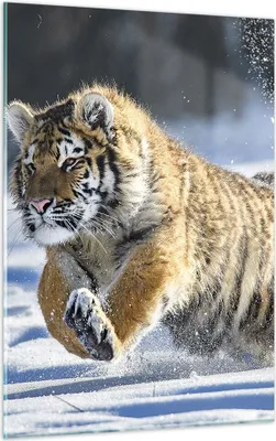 Produktbild von Bilder auf glas - Einteilig - tiger tier - 50x70cm - Glasbilder - Wandbilder - Bilder - Kunstdruck - zum Aufhängen bereit - Wanddekoration aus Glas - Glas Bilder - Wandbild auf Glas - GPA50x70-3928