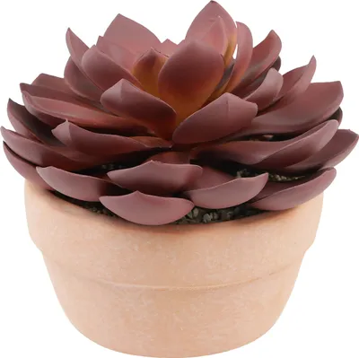 Produktbild von Künstliche Sukkulente Echeveria im Terracotta-Topf, Rot, Ø15cm - Deko-Blume