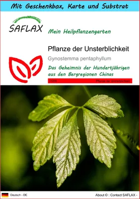 Produktbild von SAFLAX Geschenk Set - Pflanze der Unsterblichkeit - Gynostemma pentaphyllum - 30 Samen - Mit Geschenkbox, Versandaufkleber, Geschenkkarte und Anzuchtsubstrat