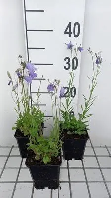 Immagine prodotto di 6 x Campanula rotundifolia - Menta di montagna - vaso 9 x 9 cm