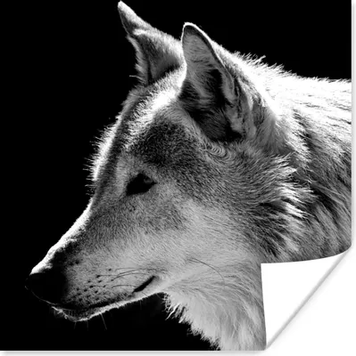 Produktbild von MuchoWow® Poster Wildlife - Wolf - Schwarz - Weiß 50x50 cm - Wohnzimmerdekoration