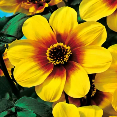 Produktbild von Dahlie Knolle Sommerblumen Herbstblumen Dunkelblättrige Dahlie Sunshine 1 St.