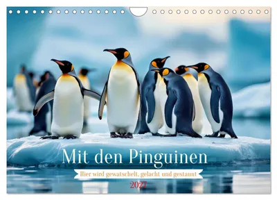 Produktbild von Mit den Pinguinen (Wandkalender 2027 DIN A4 quer), CALVENDO Monatskalender