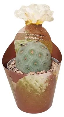 Zdjęcie produktu dla Teprocactus geometricus – rzadki, kulisty kaktus – okaz – doniczka o średnicy 6,5 cm – wysokość 15 cm