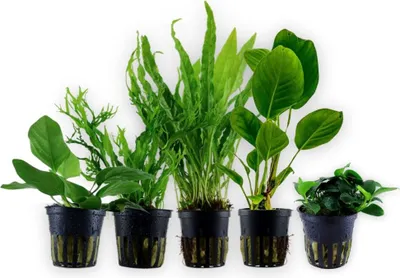 Produktbild von Pflanzen Set mit 5 Einsteiger Topf Aquarium Wasserpflanzen AquaOne Nr.237