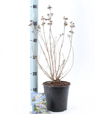 Obrázek produktu pro Caryopteris cland. Blue Empire ('Elst33'PBR) – vousovka | 30–40 cm v květináči