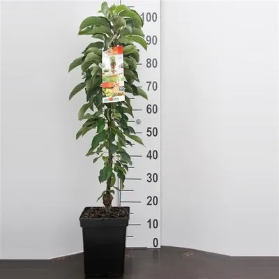 Obrázek produktu pro Sloupovitý zakrslý ovocný strom Jablko Red Sensation cca 120 cm Malus domestica 'Red Sensation'
