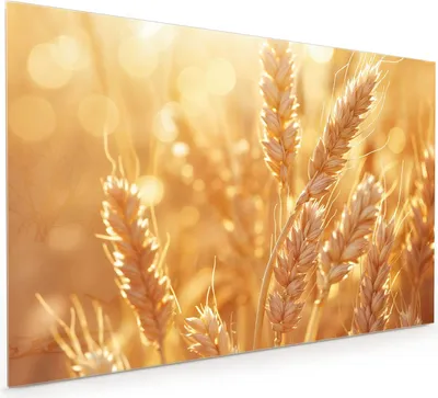 Produktbild von Küchenrückwand Spritzschutz Glas mit Motiv Weizenfelder 40 x 40 cm