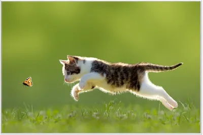 Produktbild von Wallario Wandbild Süße Katze fängt Schmetterling im Grünen, Größe: 61 x 91,50 cm, Poster mit weißem Aluminiumrahmen