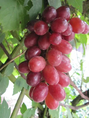 Produktbild von Vitis vinifera Kishmish Luchistyi | kernlos und langtraubig süße Rosé-Weintraube