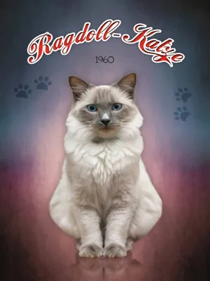 Produktbild von vianmo Holzschild 40x30 cm Katze Ragdoll Katze 1960