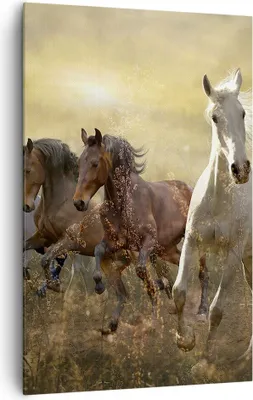 Produktbild von Bild auf Leinwand - Leinwandbild - Einteilig - Pferd Tier Natur - 80x120cm - Wand Bild - Wanddeko - Wandbilder - Leinwanddruck - Wanddekoration - Leinwand bilder - Wandbild - PA80x120-3640