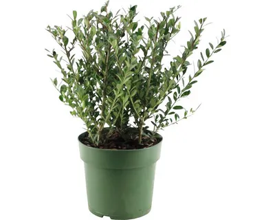 Obrázek produktu pro Cesmína vroubkovaná FloraSelf Ilex crenata 'Jenny' 15-25 cm květináč 2,5 l samičí