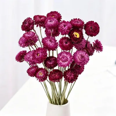 20 getrocknete Gänseblümchen, lila, ca. 35 cm, Naturprodukt