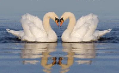 Produktbild von 3 D Ansichtskarte Schwäne, Postkarte Wackelkarte Hologrammkarte, Tier Vogel Schwan Herz