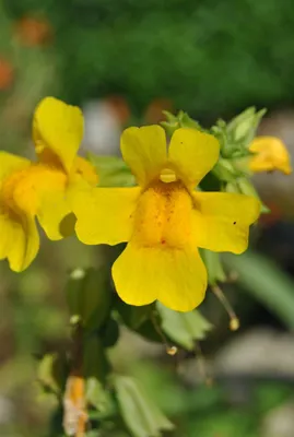 Produktbild von Mimulus luteus, Gelbe Gauklerblume, ca. 9x9 cm Topf