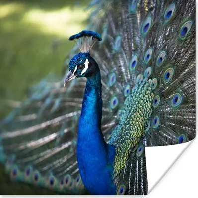 Produktbild von MuchoWow® Poster Pfau - Vögel - Blau 100x100 cm - Babyzimmer