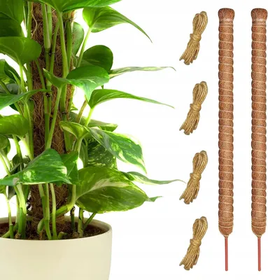 Zdjęcie produktu dla Podpora kokosowa elastyczna do roślin pnących 71 cm 2 szt. + liny