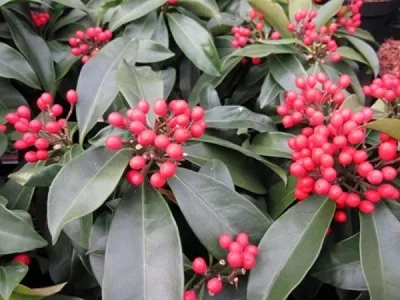 Produktbild von Skimmia reevesiana - Japanische Skimmie - 20-25cm