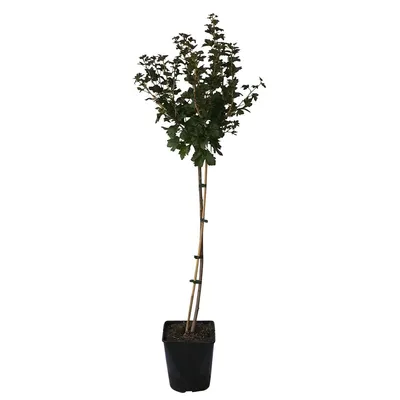Produktbild von Macherauchs Resistenta gelbe Stachelbeere mehltaufest Fußstamm, ca. 50-60 cm Stamm im 4 Liter Topf