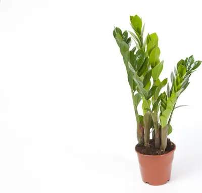Produktbild von Zamioculcas Zamiifolia Zanzibar 40 cm Glücksfeder Zimmerpflanze – Pflegeleicht, Robust, Dekorativ, Luftreinigend, Ideal für Innenräume