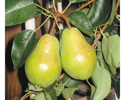 Obrázek produktu pro Hrušeň letníFloraSelfPyrus communis 'Williamsova' 120-150 cm květináč 7,5 l