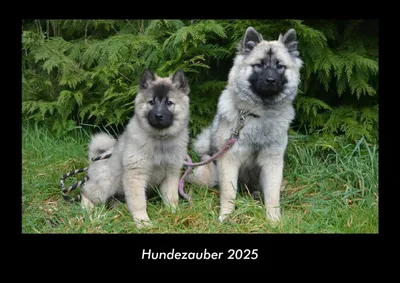 Produktbild von Hundezauber 2025 Fotokalender DIN A3