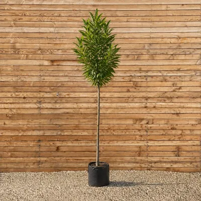 Produktbild von Esskastanie Hochstamm 300-350 cm, Stammumfang 12-14 cm - Castanea sativa Hochstamm