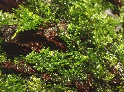 Produktbild von Aquarium Pflanze Moos Riccardia chamedryfolia Tropica 003D TC In Vitro 1-2-Grow!