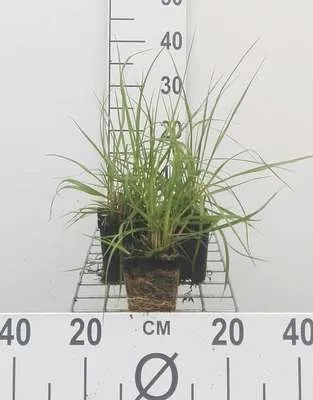 Obrázek produktu pro 6 x Pennisetum alopecuroides (compressum) - Lumpweed - květináč 9 x 9 cm