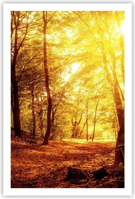 Produktbild von Poster - Poster ohne Rahmen - Wald Baum Natur - 61x91,5 cm - Wand Bild - Wanddeko - Wandbilder - Kunstposter - Wandposter - Bilder - Kunstdruck - Wanddekoration - Wandbild - P2XPA61x91-3722